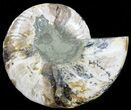 Cut Ammonite Fossil (Half) - Agatized #54348-1